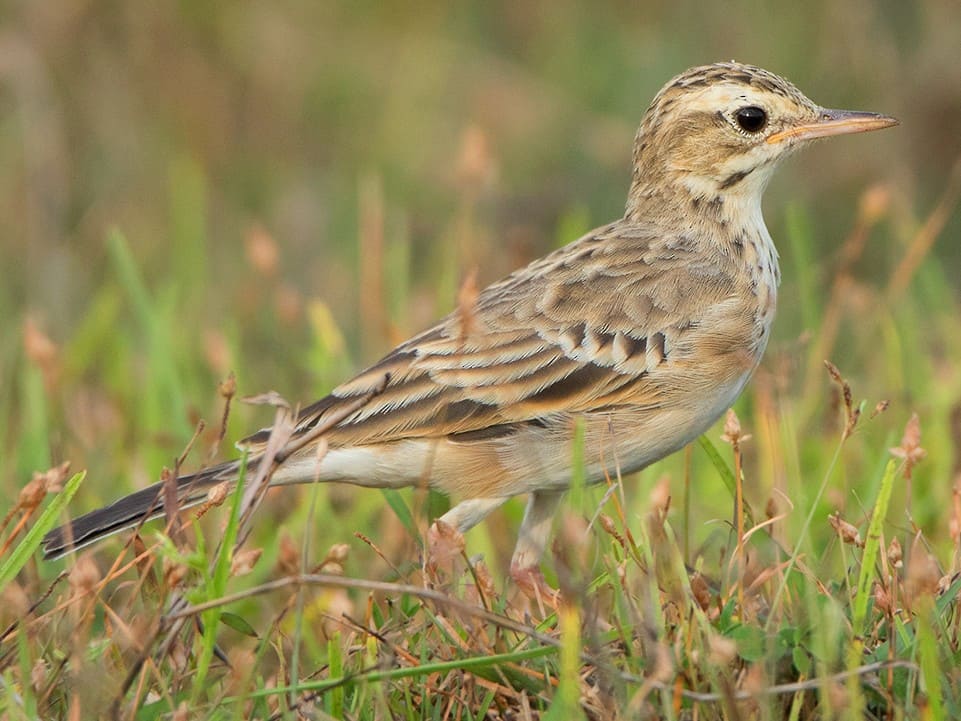 Paddyfield Pipit